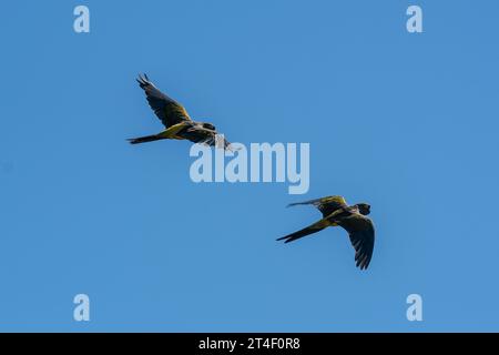 Papageiengräber im Flug, Provinz La Pampa, Patagonien, Argentinien Stockfoto