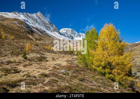 Malerischer Herbstblick mit schneebedeckten Bergen und goldenen Lärchen in der Nähe von Davos, Schweiz Stockfoto