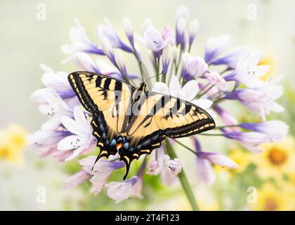 Makro eines westlichen Tigerschwalbenschwanz-Schmetterlings (Papilio rutulus), der auf einer Agapanthusblüte ruht. Blick von oben mit offenen Flügeln. Stockfoto