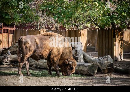 Bisonfamilie im ZOO in Kiew, Ukraine. Stockfoto