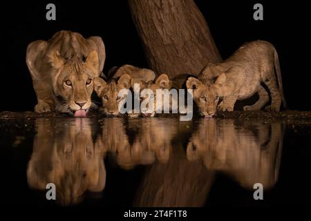 Eine Löwin mit drei Jungen, die nachts Wasser aus einem Teich in Lentorre, Kenia, trinken Stockfoto