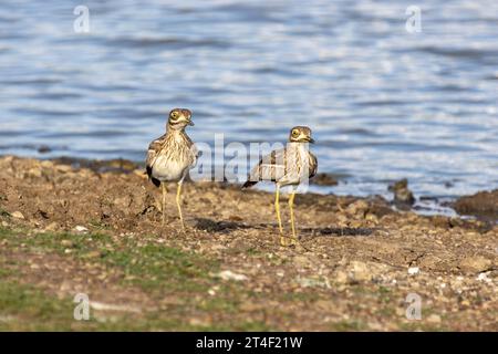 Ein männlicher (links) und weiblicher Wasserknie, der am Ufer eines Sees im Nairobi-Nationalpark in Kenia steht Stockfoto