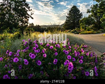 Im Pollinator Garden in Boise, dem warm Springs Park von Idaho, blühen vier O'Clock Stockfoto