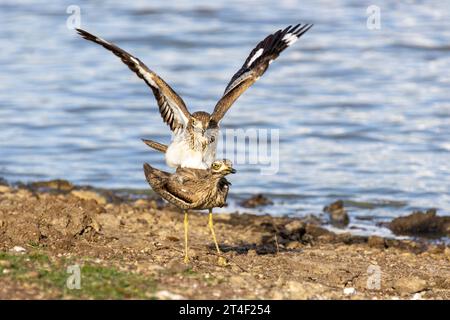 Wasser mit dicken Knien paaren sich am Rande eines Sees im Nairobi National Park, Kenia Stockfoto