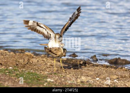 Wasser mit dicken Knien paaren sich am Rande eines Sees im Nairobi National Park, Kenia Stockfoto