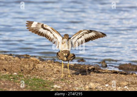 Wasser mit dicken Knien paaren sich am Rande eines Sees im Nairobi National Park, Kenia Stockfoto