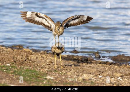 Wasser mit dicken Knien paaren sich am Rande eines Sees im Nairobi National Park, Kenia Stockfoto