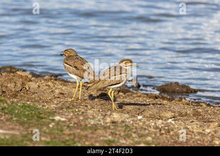 Ein männlicher (links) und weiblicher Wasserknie, der am Ufer eines Sees im Nairobi-Nationalpark in Kenia steht Stockfoto