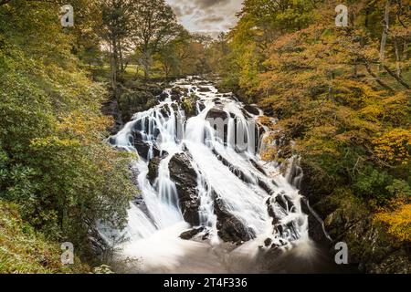 Der Afon Llugwy stürzt im Herbst die atemberaubenden Swallow Falls nahe Betws-y-Coed hinunter. Stockfoto