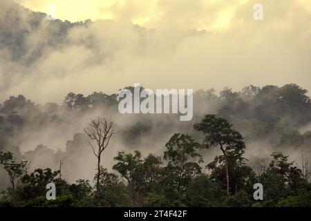 Regenwaldlandschaft am Fuße des Mount Tangkoko und Duasudara (Dua Saudara) in Nord-Sulawesi, Indonesien. Laut einem neuen Bericht der Wildlife Conservation Society werden tropische Wälder mit hoher Integrität schätzungsweise rund 3,6 Milliarden Tonnen CO2 pro Jahr (netto) aus der Atmosphäre entfernen und speichern. Der Wald und die Tierarten, die ihn unterstützen, sind jedoch bedroht. „Zwischen 2012 und 2020 stiegen die Temperaturen im Wald um bis zu 0,2 Grad Celsius pro Jahr an, und der Fruchtreichtum insgesamt ging um 1 Prozent pro Jahr zurück“, schrieb ein Team von Wissenschaftlern unter der Leitung von Marine Joly. Stockfoto