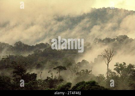 Regenwaldlandschaft am Fuße des Mount Tangkoko und Duasudara (Dua Saudara) in Nord-Sulawesi, Indonesien. Laut einem neuen Bericht der Wildlife Conservation Society werden tropische Wälder mit hoher Integrität schätzungsweise rund 3,6 Milliarden Tonnen CO2 pro Jahr (netto) aus der Atmosphäre entfernen und speichern. Der Wald und die Tierarten, die ihn unterstützen, sind jedoch bedroht. „Zwischen 2012 und 2020 stiegen die Temperaturen im Wald um bis zu 0,2 Grad Celsius pro Jahr an, und der Fruchtreichtum insgesamt ging um 1 Prozent pro Jahr zurück“, schrieb ein Team von Wissenschaftlern unter der Leitung von Marine Joly. Stockfoto