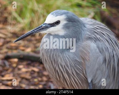 Eleganter, weißer Reiher mit scharfen Augen und raffiniertem Gefieder. Stockfoto