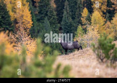 Gämse - Rupicapra Rupicapra - Weibchen in steilem Gelände mit Lärchenbäumen im Herbst bei Davos, Schweiz Stockfoto