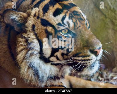 Ein Nahaufnahme-Porträt eines mächtigen Sumatra-Tigers in majestätischer Schönheit. Stockfoto