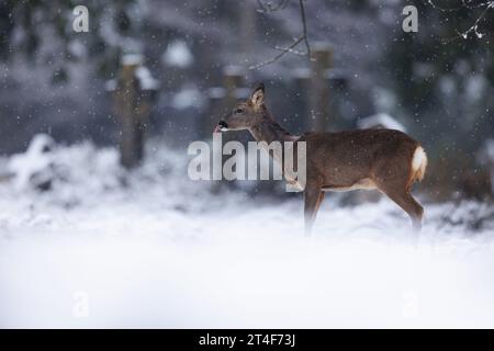 Reh im fallenden Schnee in Friedhofsumgebung Stockfoto