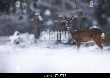 Reh im fallenden Schnee in Friedhofsumgebung Stockfoto