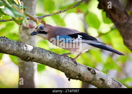 Eurasischer jay Vogel, der auf einem Ast sitzt (Garrulus glandarius) Stockfoto