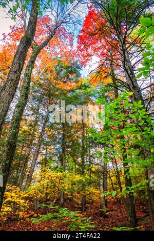 Herbstfarben in den Gatineau Hills bei Ottawa, Kanada Stockfoto