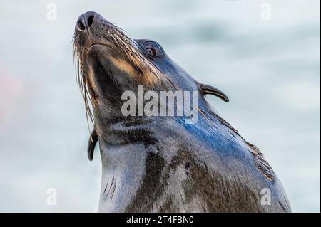 Eine Nahaufnahme eines Cape Fur Seal auf einem Boot in Walvis Bay, Namibia in der Trockenzeit Stockfoto