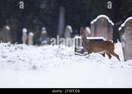 Reh im fallenden Schnee in Friedhofsumgebung Stockfoto