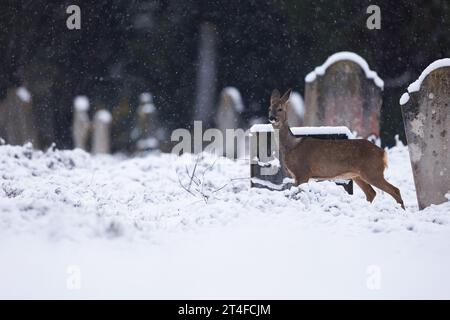 Reh im fallenden Schnee in Friedhofsumgebung Stockfoto