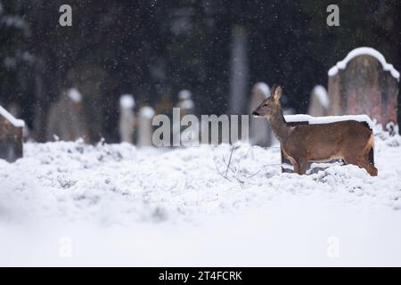 Reh im fallenden Schnee in Friedhofsumgebung Stockfoto