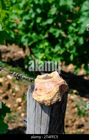 Probe von Boden, Feuerstein, Weinbergen der Pouilly-Fume-Appellation, Herstellung von trockenem Weißwein aus sauvignon Blanc Trauben, die auf verschiedenen Arten von wachsen Stockfoto