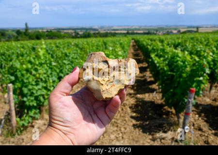 Probe von Boden, Feuerstein, Weinbergen der Pouilly-Fume-Appellation, Herstellung von trockenem Weißwein aus sauvignon Blanc Trauben, die auf verschiedenen Arten von wachsen Stockfoto