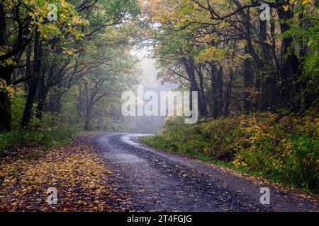 a narrow country road winds through a foggy forest with autumn colors creates an enchanted scene. Stockfoto