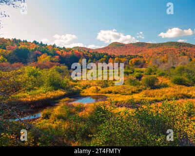 Adirondack-Sturzblätter Stockfoto