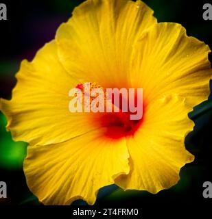 Hawaiian hibiscus Zoo Calgary Alberta Stockfoto