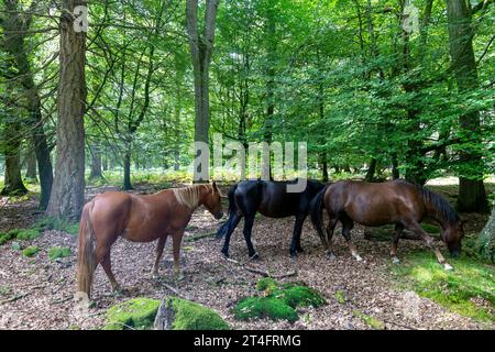 New Forest Wildtiere einheimische Ponys am Tall Trees Trail Wandern im New Forest National Park, Hampshire, England, UK, 2 Stockfoto