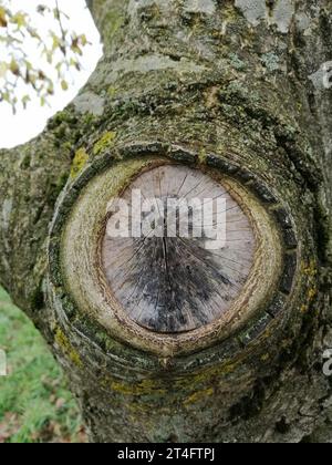 Auge eines Baumes im nebeligen Herbst Stockfoto