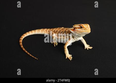 Bärtiger Drache, isoliert auf schwarzem Hintergrund, Tigermuster verändert sich. Stockfoto