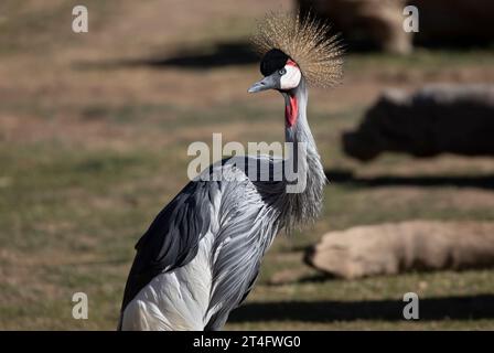 Elegante ostafrikanische Kraniche stehen anmutig im beliebten Reid Park Zoo in Tucson, Arizona, USA. Stockfoto