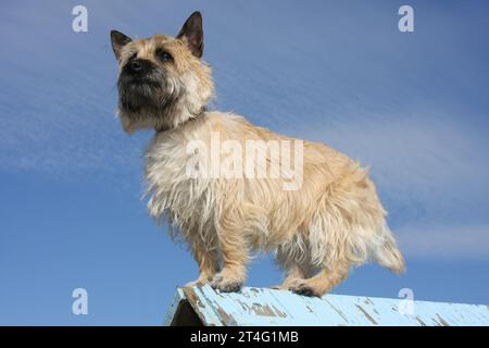 Carin Terrier steht vor blauem Himmel und Wolken Stockfoto