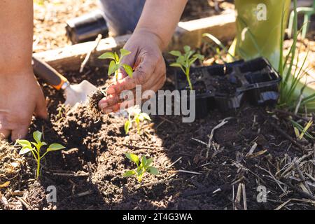 Nahaufnahme der Hände einer älteren birassischen Frau mit Sämling im sonnigen Garten Stockfoto