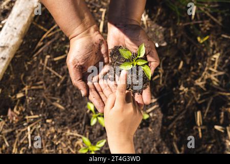 Nahaufnahme der Hände einer zweirassigen Großmutter und eines Enkels, die im sonnigen Garten Keimlinge halten Stockfoto