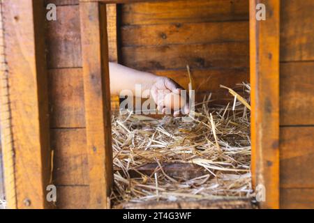 Nahaufnahme der Hand einer zweirassigen Frau, die Eier im Hühnerstall sammelt Stockfoto