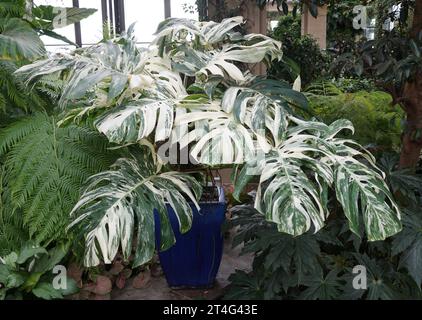 Eine wunderschöne und ausgewachsene Monstera Albo Borsigiana mit sehr vielseitigen großen Blättern Stockfoto