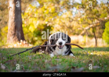 Porträt eines schönen männlichen Border Collie Welpen im Hundepark auf dem grünen Gras. Hund im Park. Stockfoto