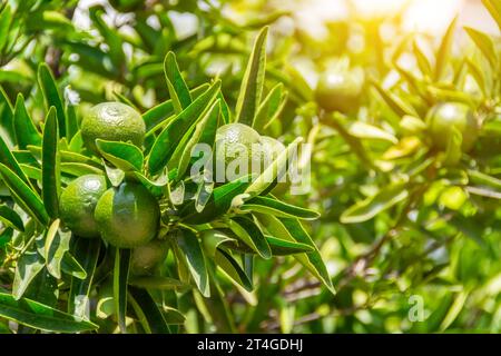 Grüne Orangen, Mandarinen, Calamondine, Grapefruit, Limette, Citrofurtunella an einem Zweig mit grünen Blättern. Unreife Früchte im Garten. Stockfoto