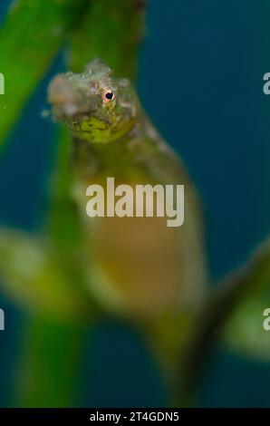 Zweiseitige Seefelchen, Syngnathoides biaculeatus, in Seegras, Tauchplatz TK1, Lembeh Straits, Sulawesi, Indonesien Stockfoto