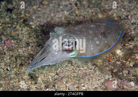 Broadclub Cuttlefish, Sepia latimanus, Nachttauchgang, Tanjung Slope Tauchplatz, Lembeh Straits, Sulawesi, Indonesien Stockfoto