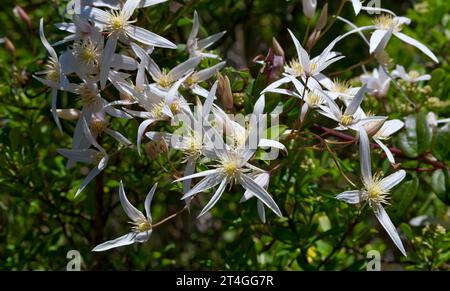 Nahaufnahme der weißen, sternförmigen Clematis Wildblumen im Maria Island National Park, Tasmanien, Australien Stockfoto