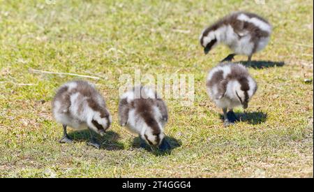 Familie von vier schwarz-weißen, flauschigen Cape Barren Gänsevögeln, die im Maria Island National Park, Tasmanien, Australien, Gras fressen Stockfoto