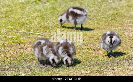 Familie von vier schwarz-weißen, flauschigen Cape Barren Gänsevögeln, die im Maria Island National Park, Tasmanien, Australien, Gras fressen Stockfoto