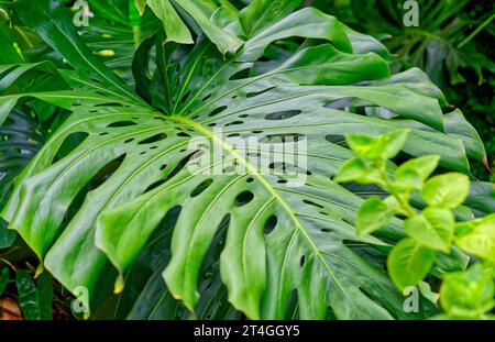 Nahaufnahme wunderschöne Monstera Philodendron Pflanze, die wild in einem tropischen Wald wächst, Landschaftsbild einer wunderschönen Monstera Philodendron Pflanze mit natura Stockfoto