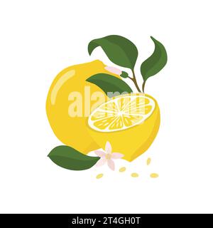 Zitronen- und Zitronenhälften mit einem Zweig und einer Blume. Eine helle Komposition von Vektorillustration Stock Vektor