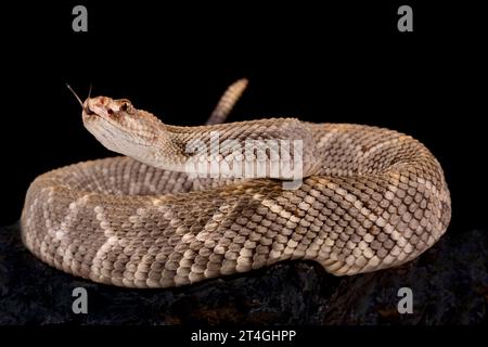 Klapperschlange auf Aruba (Crotalus unicolor) Stockfoto